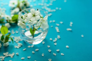 Mavi Kağıt arka plan üzerinde cam vazoda beyaz kiraz çiçeği dal. Uzay kopyalayın. Seçici odak