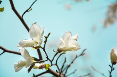 Bahar gökyüzü arka plan üzerinde beyaz manolya ağacı çiçek açmış. Seçici odak