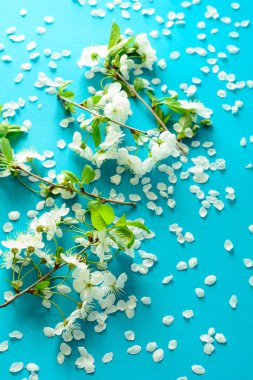 Kağıt arka plan beyaz kiraz çiçeği twigs yatan mavi. Kopya alanı.