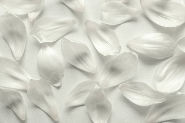 Lale yaprakları beyaz ahşap zemin üzerinde desen. Düz yatıyordu. Üstten görünüm.