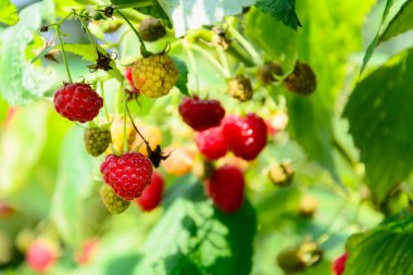 Olgun ahududu bahçe dalı. Seçici odak. Kopya alanı
