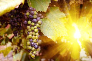 Sonbahar günbatımında üzüm bağları. Güneş ışınları içinde olgun mor üzüm. Hasat zamanı. Seçici odak