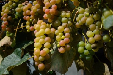 Sonbahar üzüm bağları. Olgun beyaz üzüm. Hasat zamanı. Seçici odak