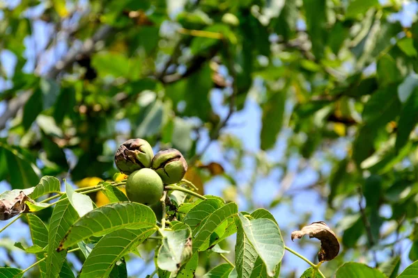 Ripe walnuts at walnut tree on blue sky background. Harvesting time. Selective focus