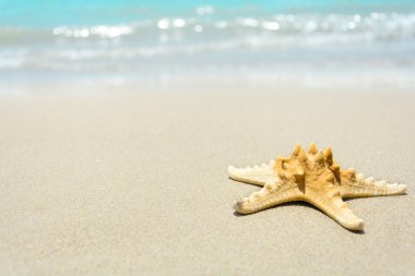 Kumsalda kuru denizyıldızı. Tropikal arka plan. Seyahat ve dinlenme konsepti