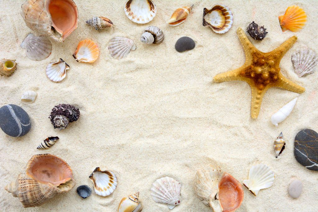 Seashells on sand. Sea summer vacation background. Top view. Copy space