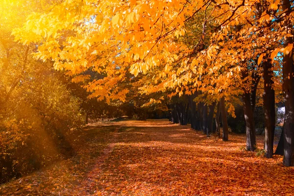 Bosque Otoño Con Sendero Que Conduce Escena Los Rayos Del —  Fotos de Stock