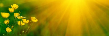 Afiş 3:1. Güneş ışığı ışınları ile çayır buttercup çiçekler (Ranunculus acris) kapatın. Bahar arka planı. Kopya alanı. Yumuşak odaklama