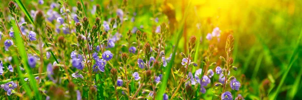 Banner Nahaufnahme Von Nemophila Blüten Babyblaue Augen Mit Sonnenstrahlen Frühling — Stockfoto