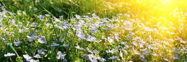 Banner Weicher Fokusteppich Aus Nemophila Babyblaue Augen Blume Mit Sonnenstrahlen — Stockfoto