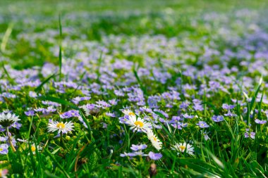 Nemophila yumuşak odak halı (bebek mavi gözleri) çiçekler. Bahar arka planı. Kopyalama alanı