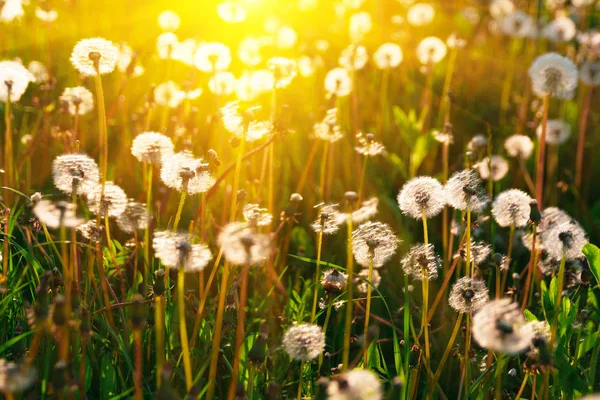 Löwenzahnblüten Mit Sonnenstrahlen Schließen Frühling Hintergrund Kopierraum Weicher Fokus — Stockfoto