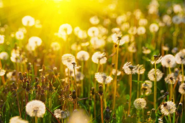 Löwenzahnblüten Mit Sonnenstrahlen Schließen Frühling Hintergrund Kopierraum Weicher Fokus — Stockfoto