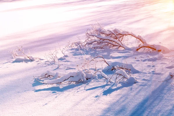 Winterlandschaft Winterbäume Die Mit Schnee Bedeckt Auf Dem Boden Liegen — Stockfoto