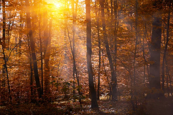 Otoño Copas Árboles Bosque Otoño Con Niebla Cielo Luz Solar —  Fotos de Stock