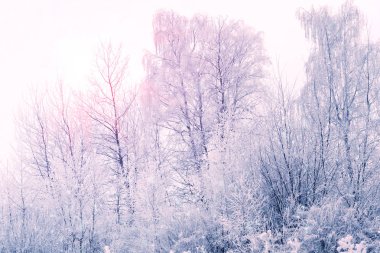 Kış manzarası. Karla kaplı kış ağaçları. Donmuş ağaç dallarının arasından gökyüzü ve güneş ışığı. Uzayı kopyala Yumuşak odak