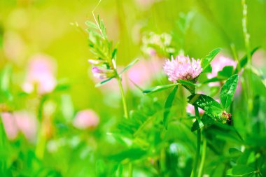 Çayırdaki yonca kır çiçekleri. Yaz dönemi. Yumuşak odaklanma. Makro