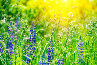Güneş ışınları ile mor lupine çiçekleri ile Alan. Yumuşak odak. Doğa arka planı