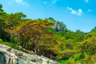 Toros Dağları'ndaki çam ormanı. Denizden manzara. Seyahat konsepti.