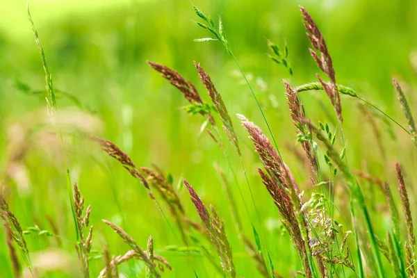 Doğal büyüyen rengarenk çim alanı (sweetgrass, hierochloe). Yumuşak odak. Doğa arka planı