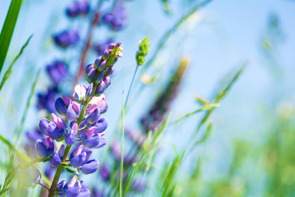 Закрыть фиолетовые цветы люпина. Мягкий фокус Природа
