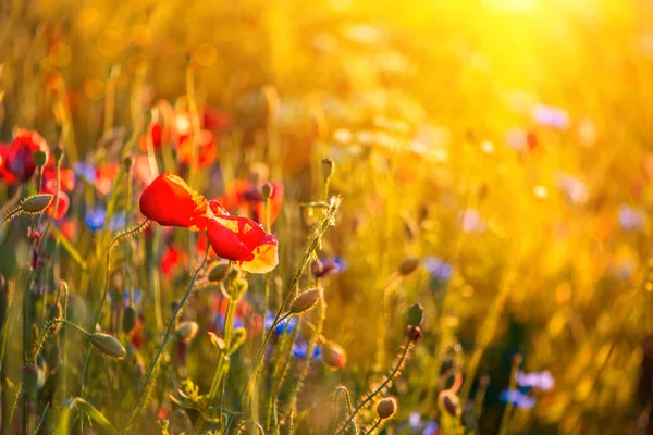 Makowe Kwiaty Chabry Polu Pszenicy Zachodzie Słońca Miękkie Skupienie Letnie — Zdjęcie stockowe