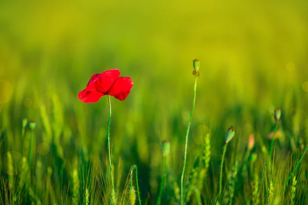 Einsame Mohnblume Weizenfeld Bei Sonnenuntergang Weichzeichner Erntekonzept Sommer Natur Hintergrund — Stockfoto