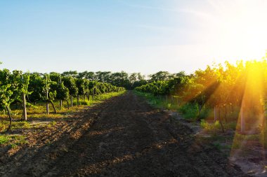 Sonbahar hasadında güneş ışınları ile gün batımında bağ. Hasat zamanı veya şarap çıtası konsepti