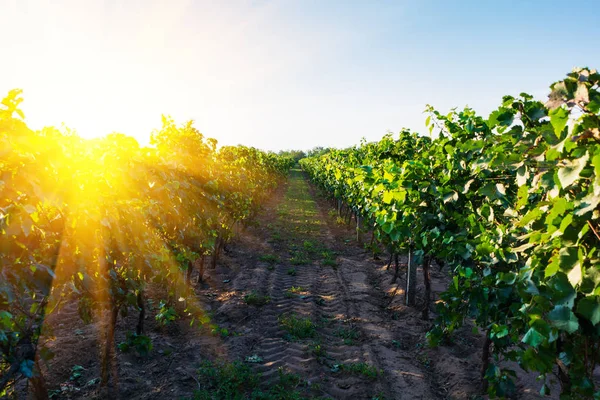 Vineyard at sunset with sun rays in autumn harvest. Harvesting time or winemaking concept