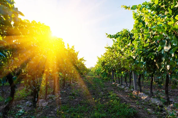 Vineyard at sunset with sun rays in autumn harvest. Harvesting time or winemaking concept