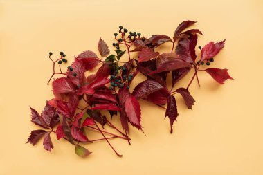 Kırmızı yaprakları girlish (yabani) üzüm veya parthenocissus turuncu arka plan üzerinde. Üst te. Düz yatıyordu. Sonbahar kompozisyonu.