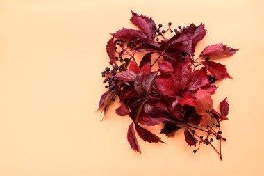 Kırmızı yaprakları girlish (yabani) üzüm veya parthenocissus turuncu arka plan üzerinde. Üst te. Düz yatıyordu. Sonbahar kompozisyonu.