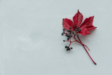 Gri ahşap arka plan üzerinde girlish (yabani) üzüm kırmızı yaprakları. Üst te. Düz yatıyordu. Sonbahar kompozisyonu.