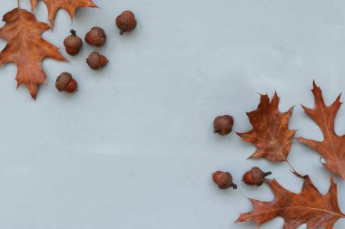 Çerçeve gri ahşap arka plan üzerinde sonbahar meşe yaprakları ve meşe palamudu yapılmış. Düz yatıyordu. Üst te. Kopya alanı. Sonbahar sonbahar veya Şükran kutlama kavramı