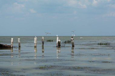Martılar bazı uçan ve diğer deniz plajında ahşap direkleri üzerinde oturan. Yaz deniz manzarası.