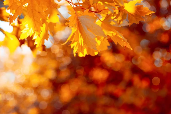 Ağaçtaki akçaağaç yaprakları Bokeh 'e karşı. Sonbahar sonbahar arka planı. Renkli yeşillik.