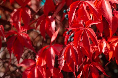 Kızımsı (vahşi) üzüm yaprakları ya da partenosissus. Sonbahar arkaplanı. Seçici odak