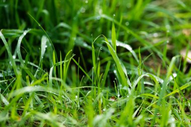 Su damlaları olan taze yeşil çimenler. Seçici odaklanma. Doğa arkaplanı.