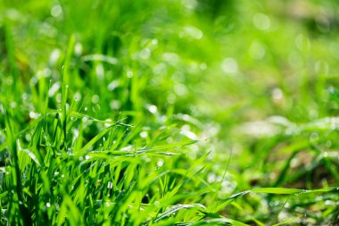 Taze yeşil çimenler ve su damlaları. Yağmurdan sonra güneş ışığı. Seçici odaklanma. Doğa arkaplanı.