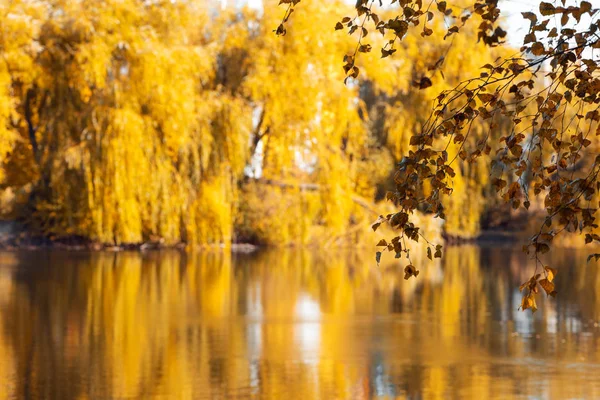 Ramas Abedul Contra Follaje Amarillo Otoño Con Reflejo Del Lago —  Fotos de Stock