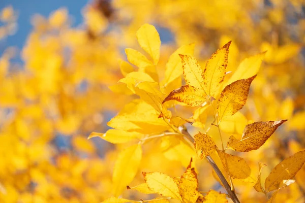 Close-up yellow ash tree leaves on tree against defocused background. Autumn fall background. Colorful foliage.