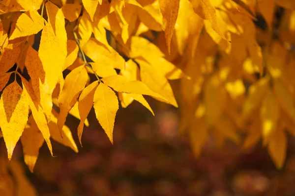 Orange ash tree leaves on tree against defocused forest. Autumn fall background. Colorful foliage.