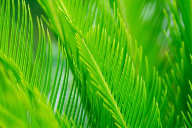 Tropik yeşil palmiye yaprakları. Doğa düzeni. Yumuşak odak