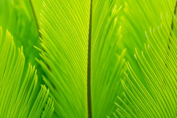 Fogliame Tropicale Palma Verde Motivo Della Natura Concentrazione Morbida — Foto Stock