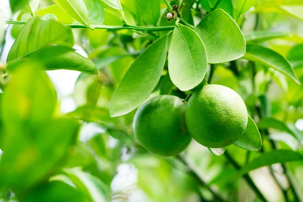 Close-up of green grapefruits on tree against sky background. Tropical fruits