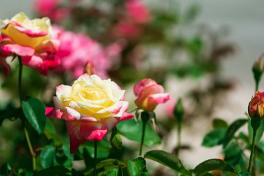 Odaklanamayan arka planda tomurcukları olan sarı pembe gül çiçekleri.