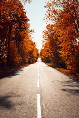 Sonbahar ormanında asfalt yol. Sonbahar arkaplanı