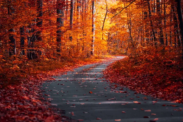 Asphalt Curvy Road Fallen Leaves Autumn Forest Autumnal Background — Stock Photo, Image