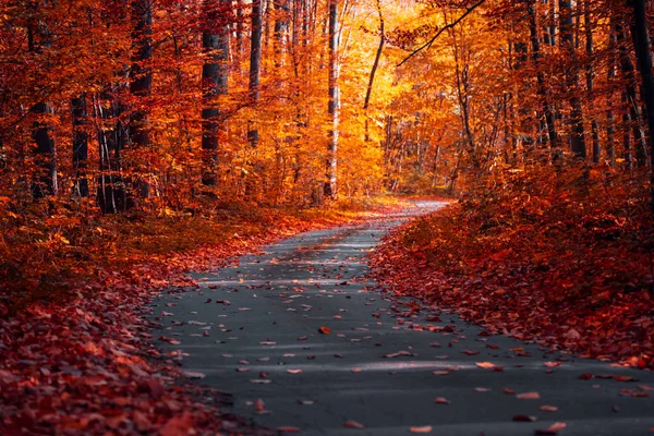 Camino Con Curvas Asfalto Con Hojas Caídas Bosque Otoño Fondo —  Fotos de Stock