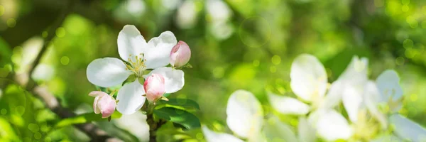 Web banner 3:1. Close-up apple tree blossom. Spring background. Copy space